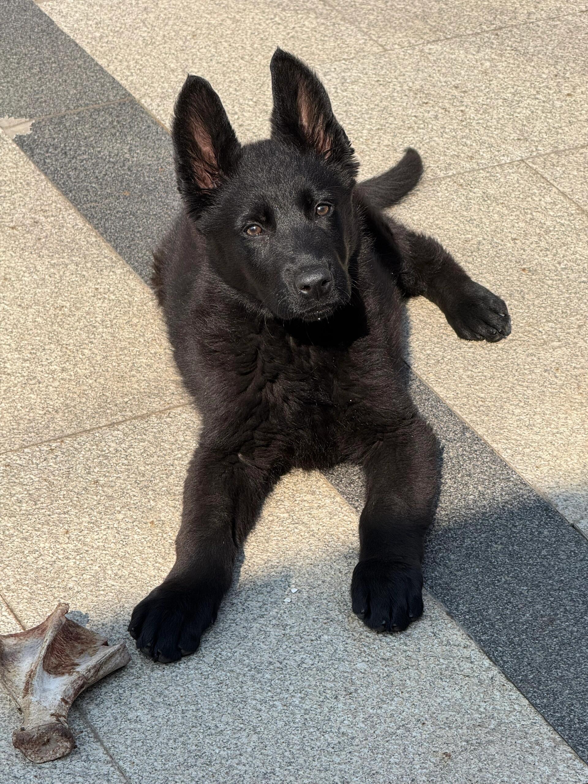 德国牧羊犬分支东德牧羊犬